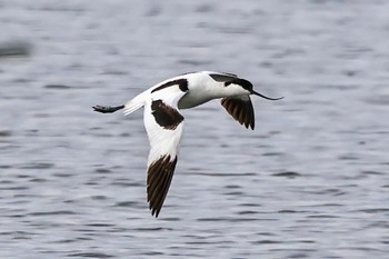 Pied Avocet 東京都 Tue, 2/7/2023