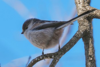 Long-tailed Tit Komiya Park Sun, 1/29/2023