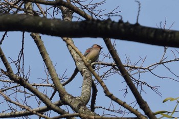 Japanese Waxwing 富岡総合公園(横浜市) Wed, 2/10/2021