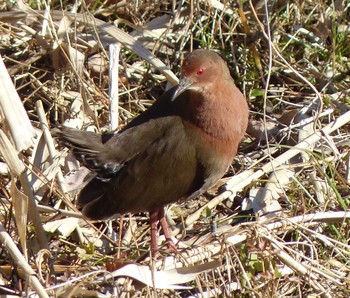 Ruddy-breasted Crake Maioka Park Sun, 1/29/2023