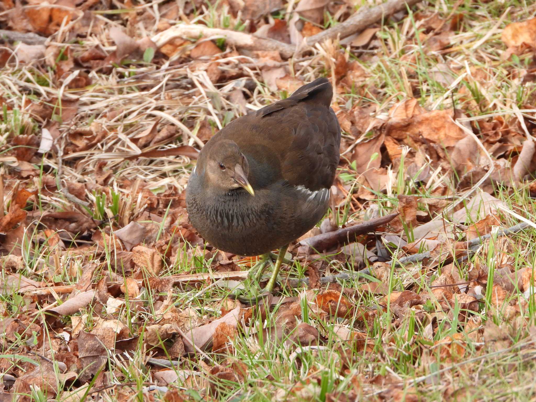 Common Moorhen