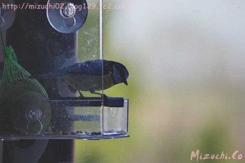 Eurasian Blue Tit スイス　 Wed, 4/4/2018