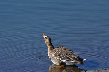 2023年2月6日(月) 狭山湖の野鳥観察記録