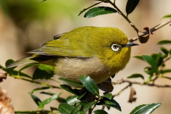 Warbling White-eye Komiya Park Sun, 1/29/2023