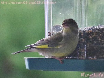 European Greenfinch スイス Wed, 4/4/2018