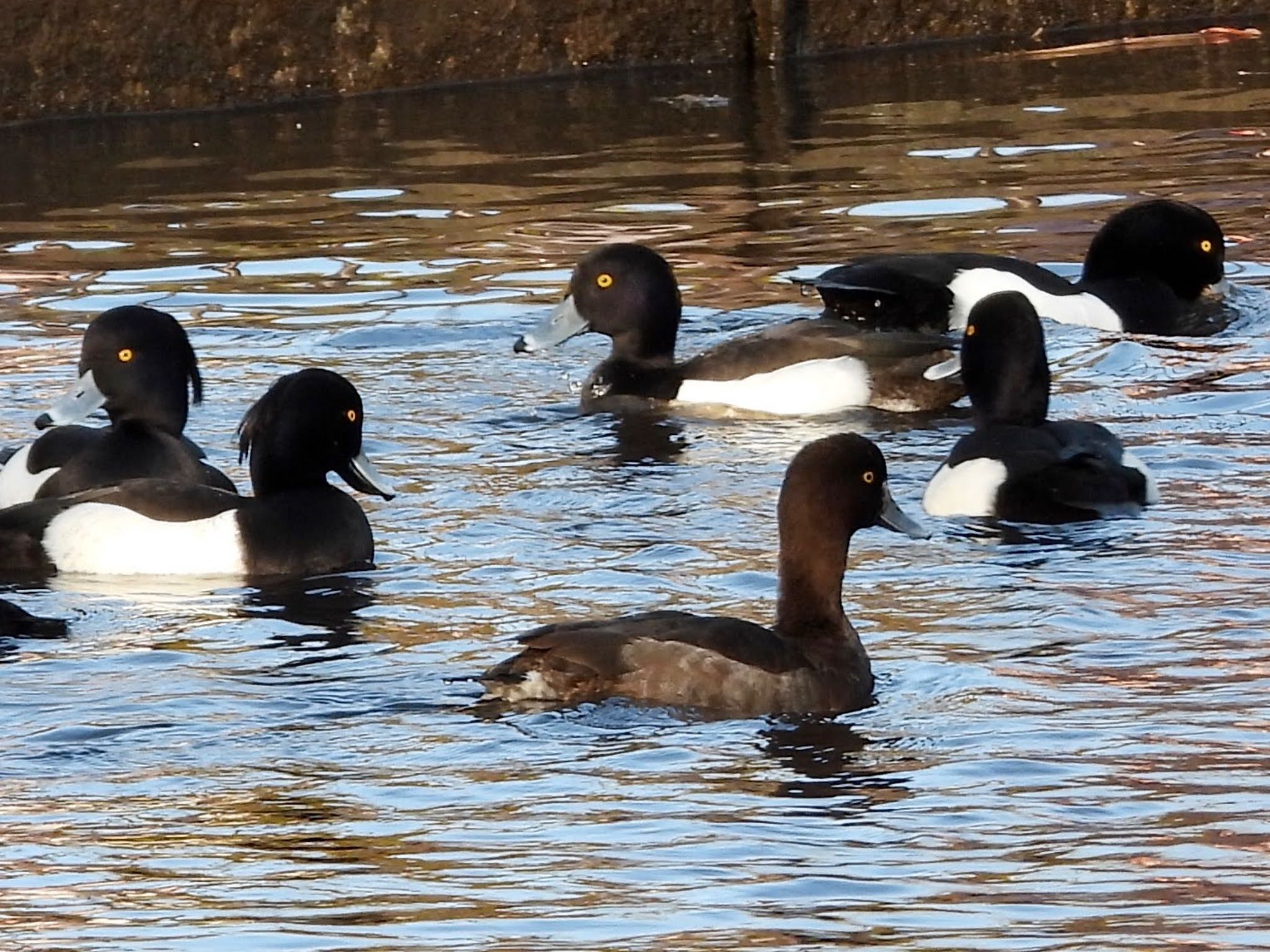 こども自然公園 (大池公園/横浜市) キンクロハジロの写真 by くー