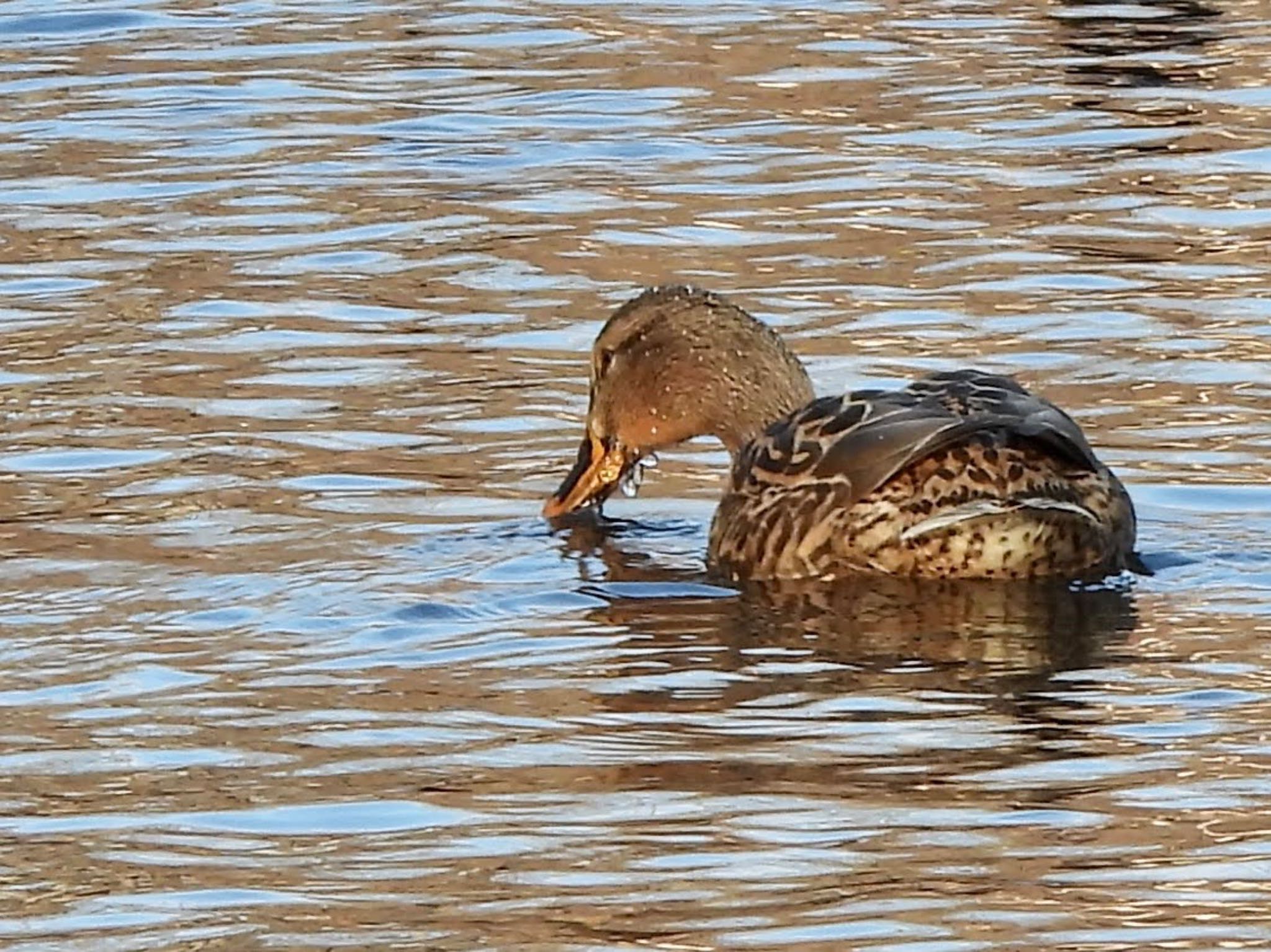 こども自然公園 (大池公園/横浜市) マガモの写真 by くー