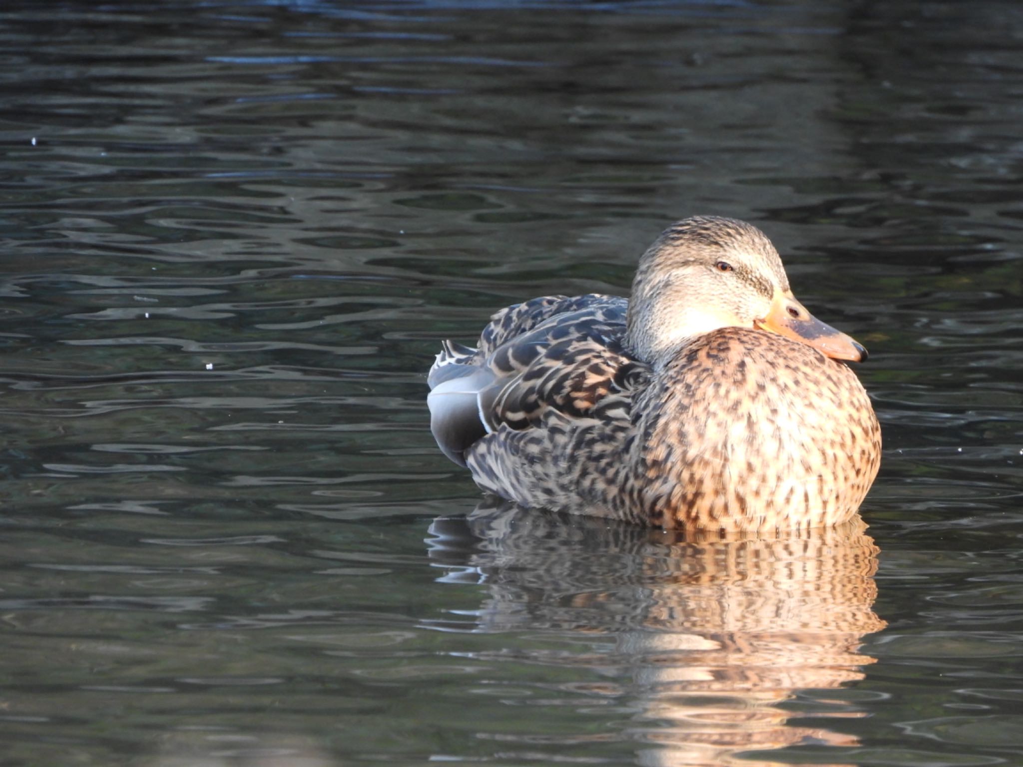 こども自然公園 (大池公園/横浜市) マガモの写真 by くー