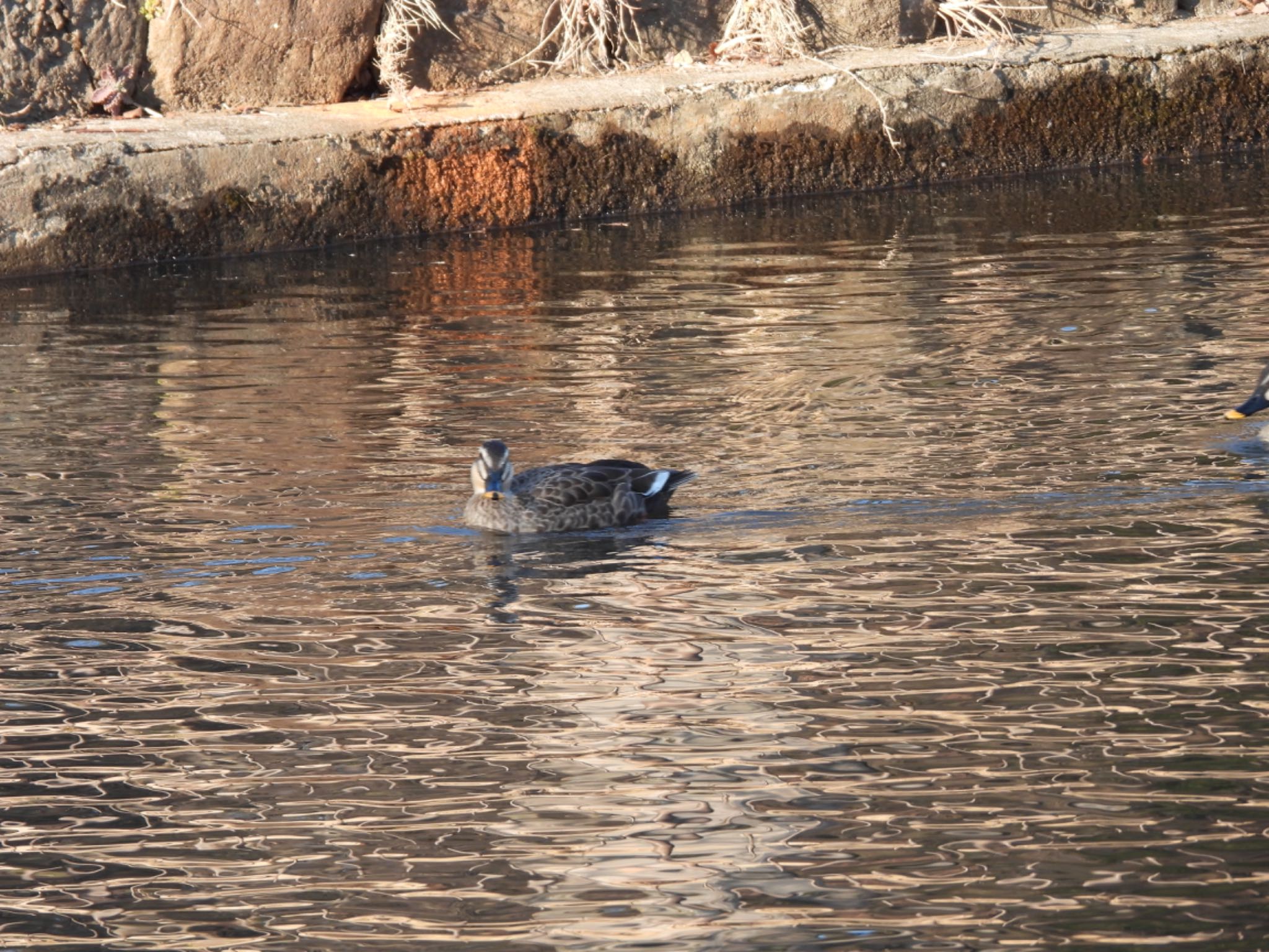 こども自然公園 (大池公園/横浜市) カルガモの写真 by くー