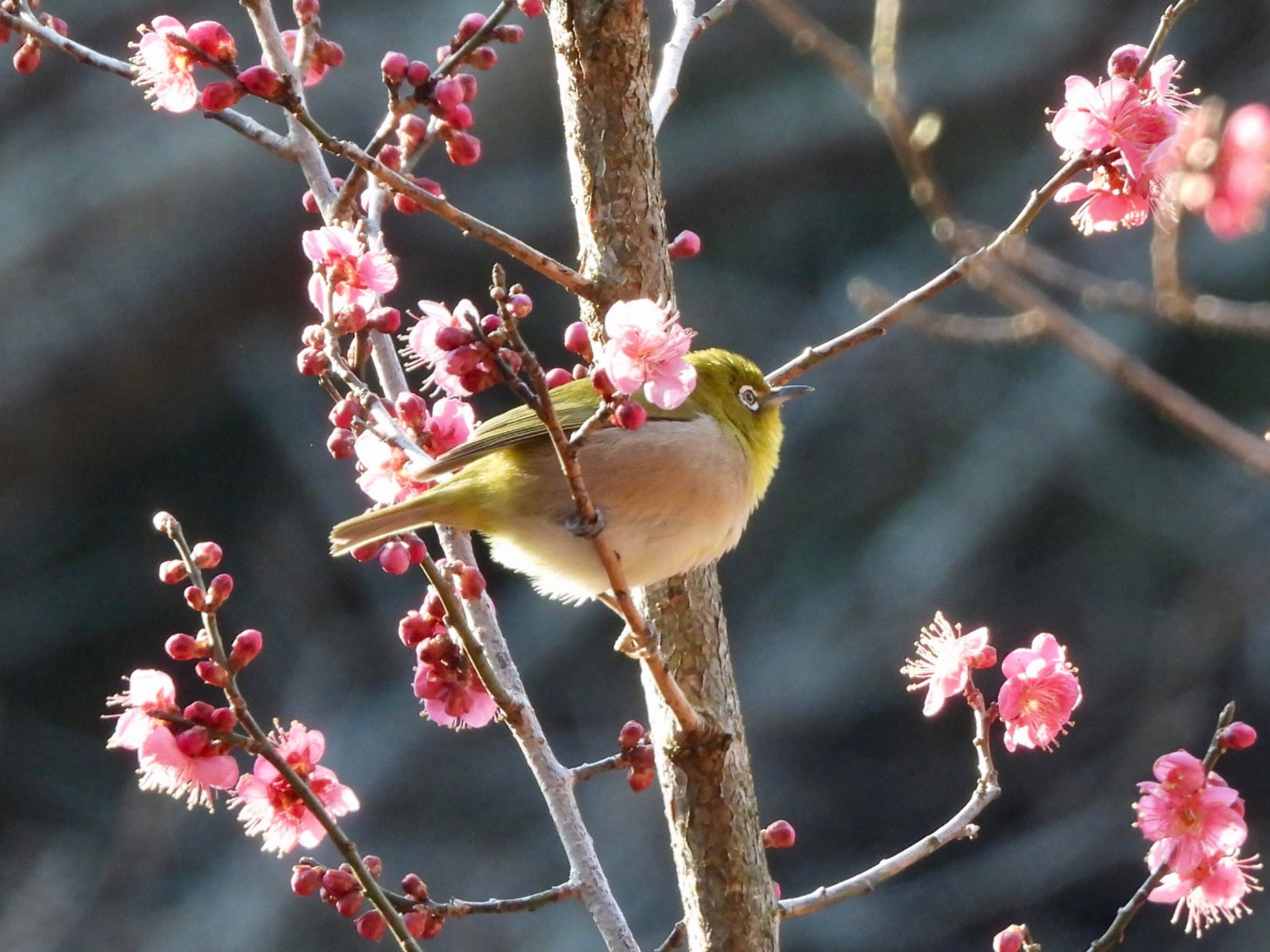 こども自然公園 (大池公園/横浜市) メジロの写真 by くー