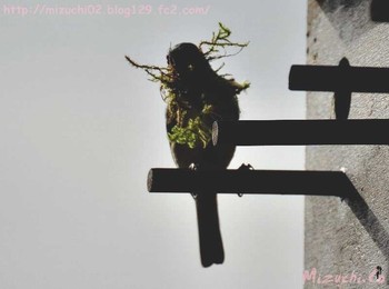 Japanese Tit スイス　 Wed, 4/4/2018