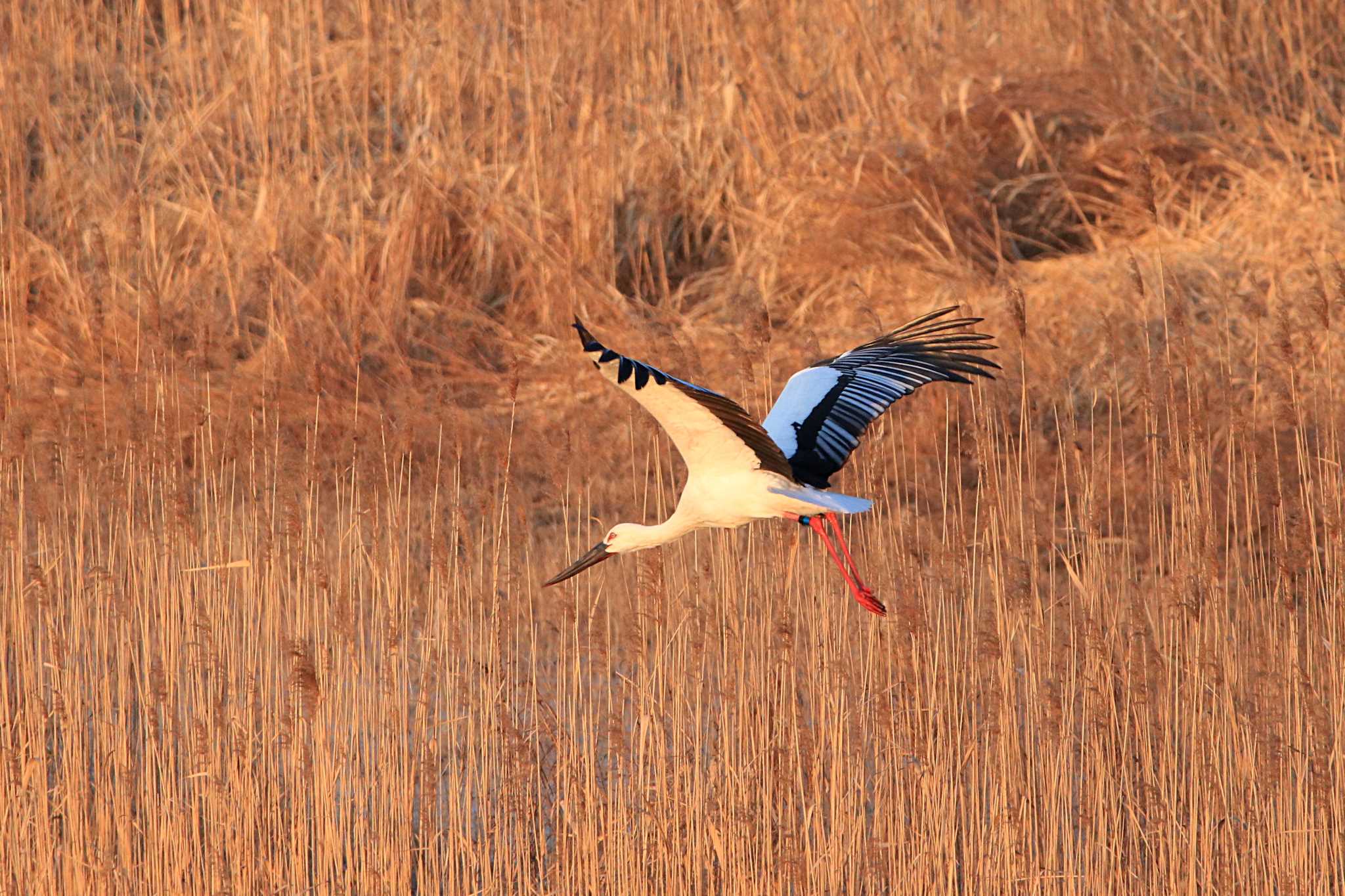 Photo of Oriental Stork at Watarase Yusuichi (Wetland) by とみやん