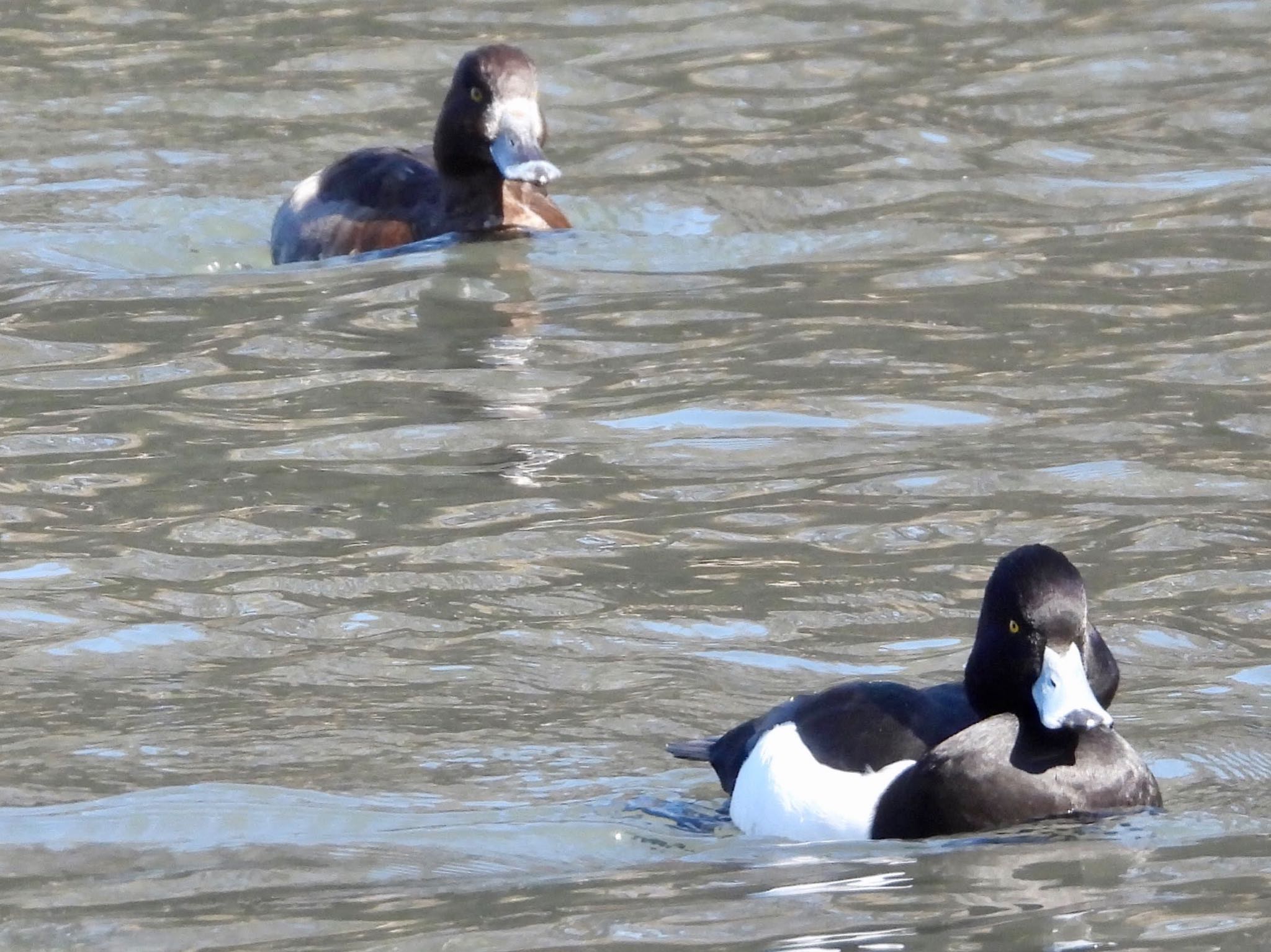 こども自然公園 (大池公園/横浜市) キンクロハジロの写真 by くー