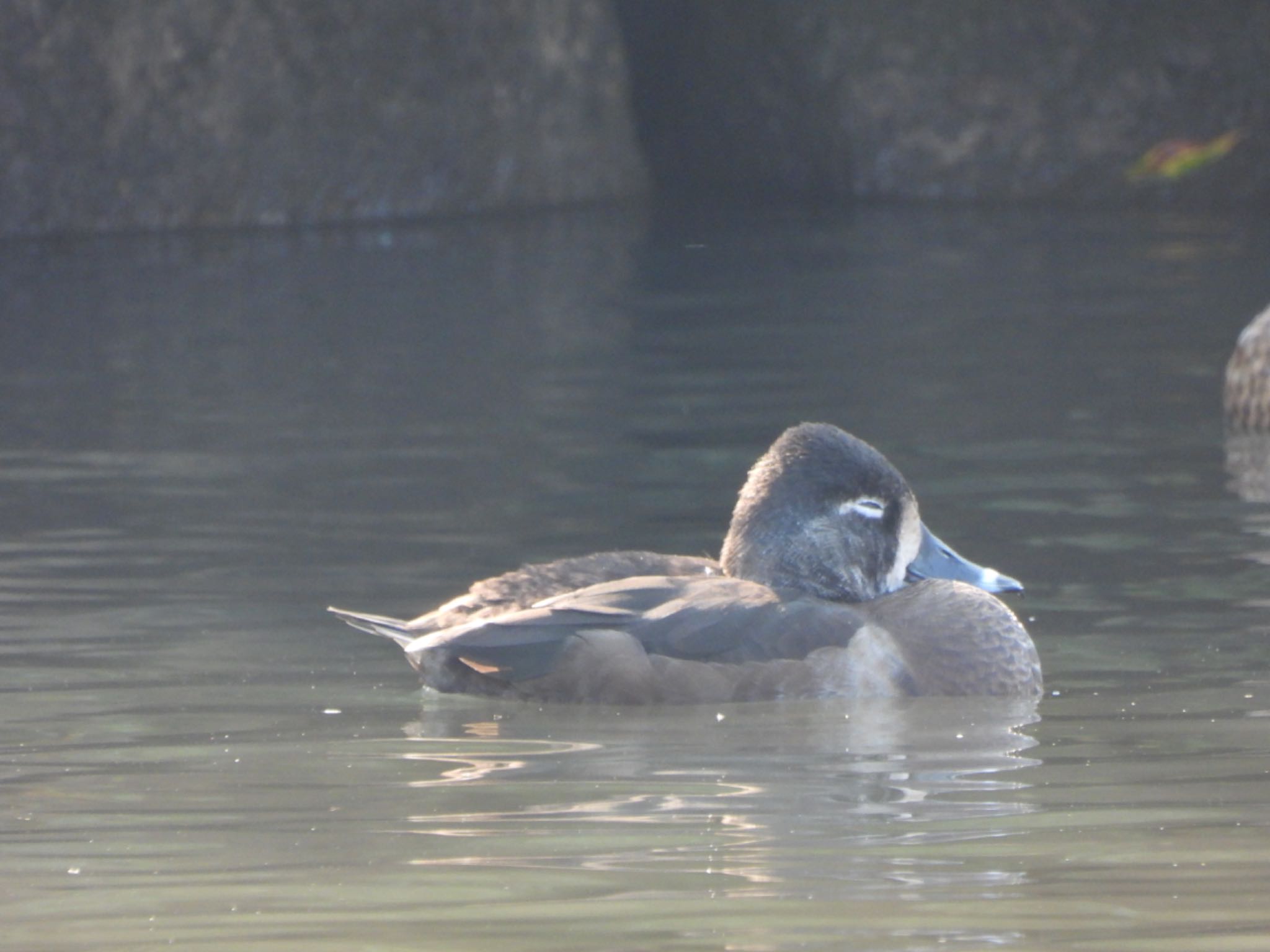 こども自然公園 (大池公園/横浜市) クビワキンクロの写真 by くー