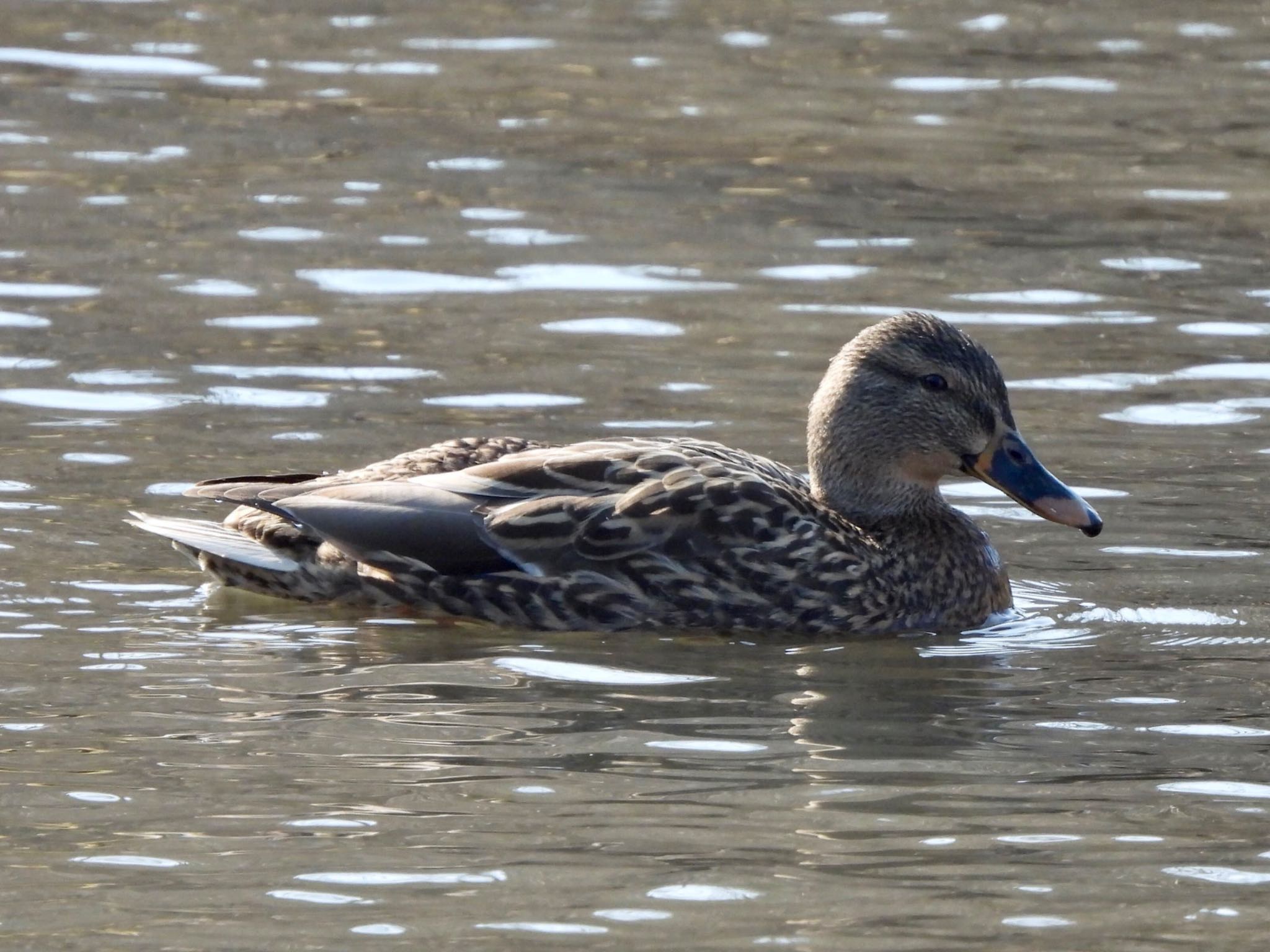 こども自然公園 (大池公園/横浜市) カルガモの写真 by くー