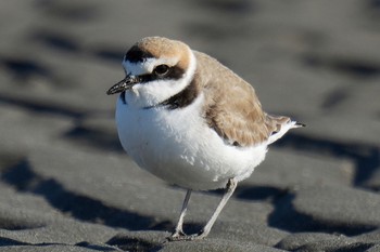 Kentish Plover Sambanze Tideland Sat, 1/28/2023