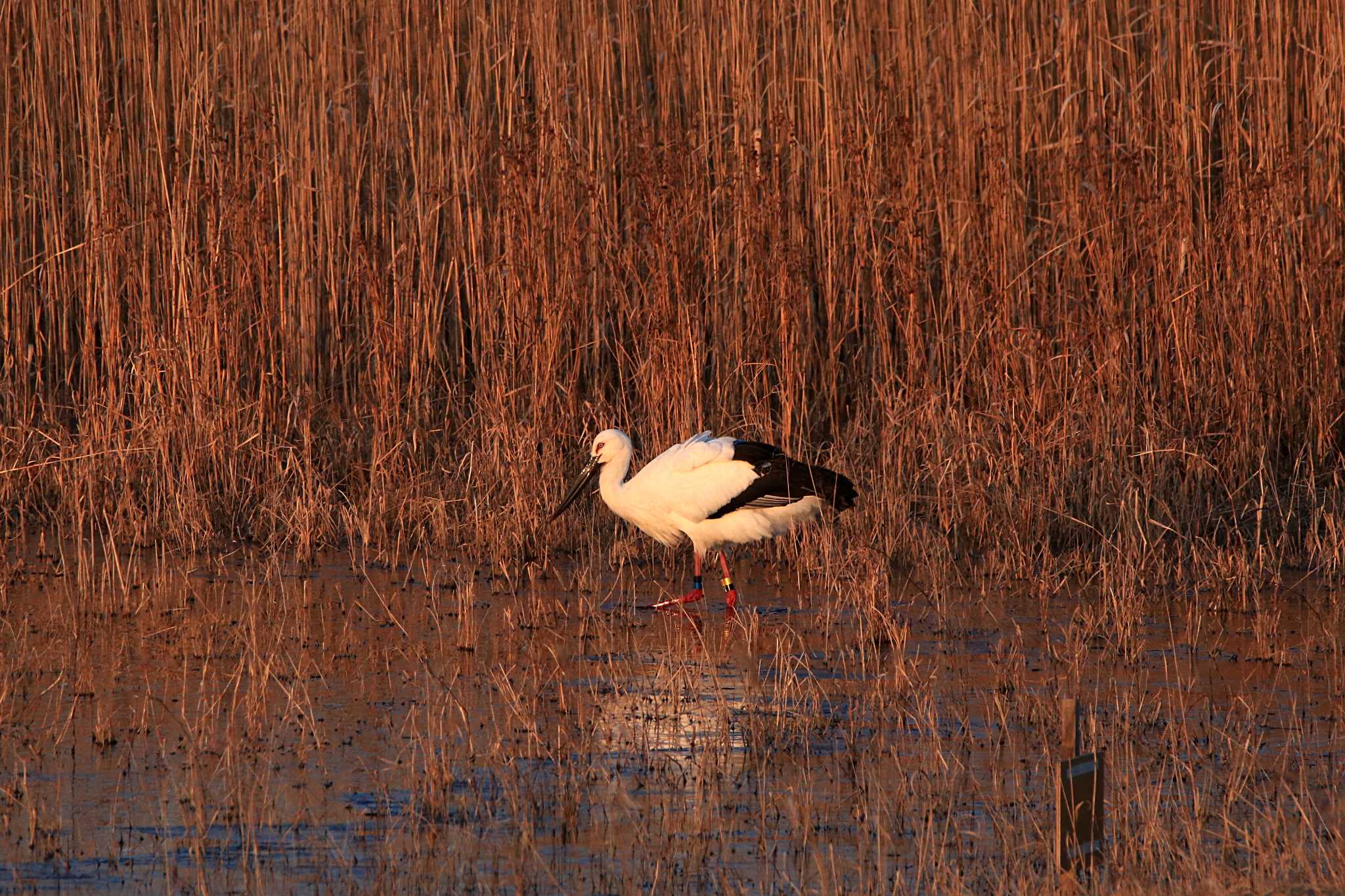 Photo of Oriental Stork at Watarase Yusuichi (Wetland) by とみやん