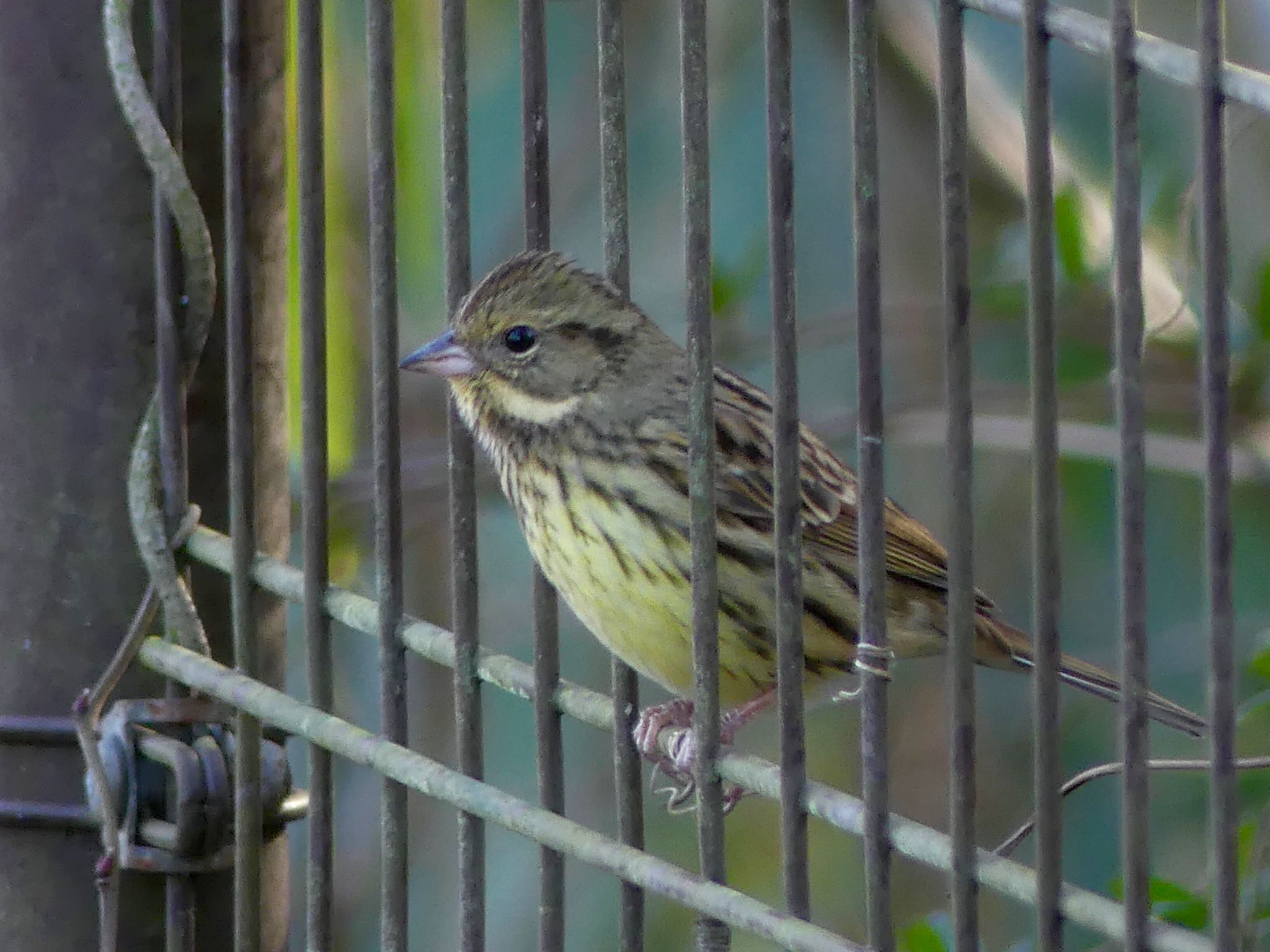 Masked Bunting