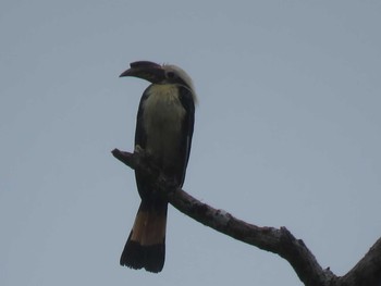 Mindanao Hornbill ミンダナオ島 Mon, 3/19/2018