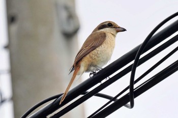 Brown Shrike Ishigaki Island Tue, 2/7/2023