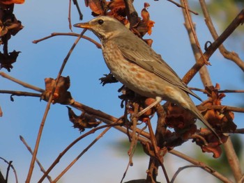 Naumann's Thrush 岡山後楽園 Thu, 2/9/2023