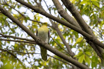 White-bellied Green Pigeon 兵庫県宝塚市 Wed, 4/18/2018