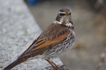 Dusky Thrush 馬見丘陵公園 Wed, 2/8/2023