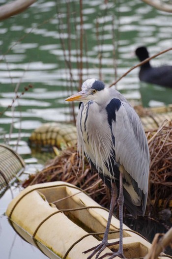 アオサギ 馬見丘陵公園 2023年2月8日(水)