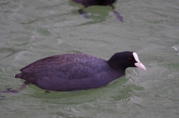 オオバン 馬見丘陵公園 2023年2月8日(水)