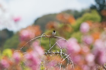 Japanese Wagtail 神奈川県 Mon, 4/16/2018