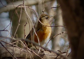 Thu, 2/9/2023 Birding report at Asaba Biotope