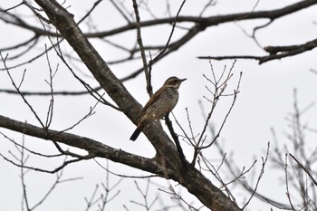 2023年2月10日(金) 長浜公園の野鳥観察記録