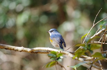 Red-flanked Bluetail 大和民俗公園 Sun, 1/29/2023