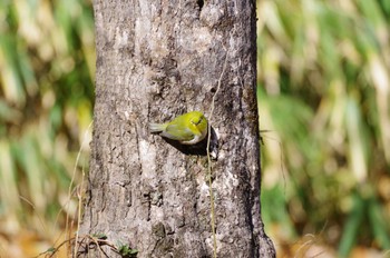 Warbling White-eye 大和民俗公園 Sun, 1/29/2023