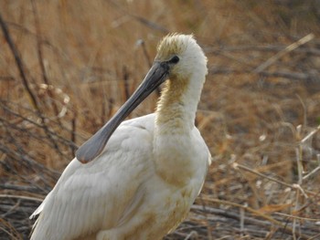 Eurasian Spoonbill 出水市 Sat, 2/4/2023