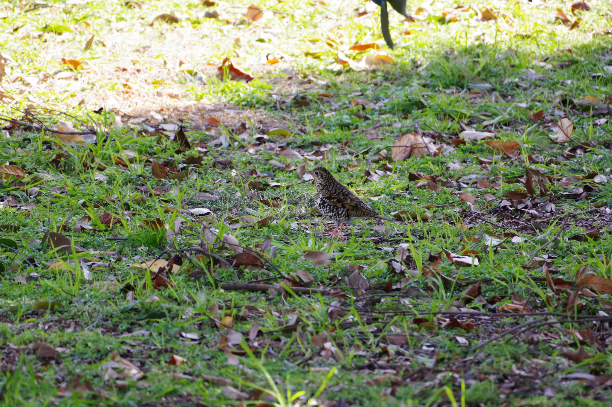 大和民俗公園 トラツグミの写真 by 文鳥おぢさん