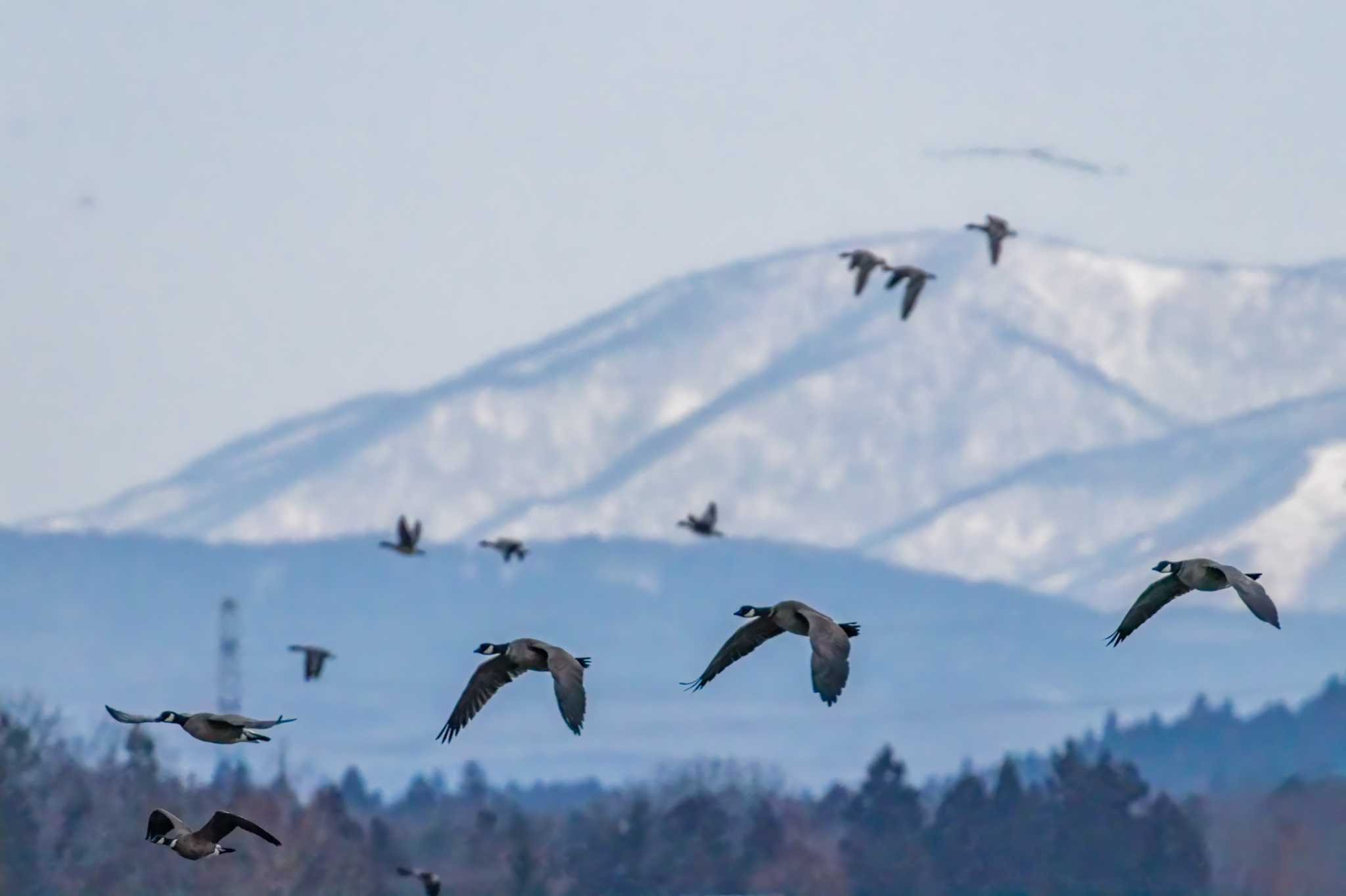 Photo of Cackling Goose at Kejonuma Swamp by LeoLeoNya