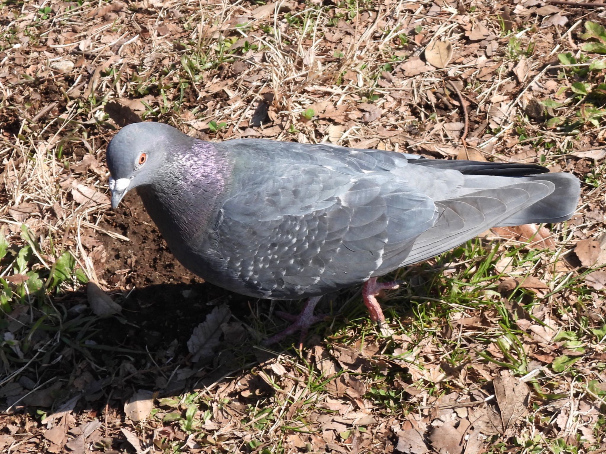 こども自然公園 (大池公園/横浜市) カワラバトの写真 by くー