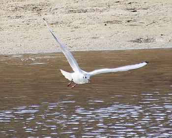 2023年2月9日(木) 大和川下流の野鳥観察記録