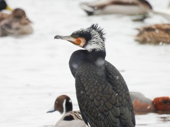 Great Cormorant 瓢湖 Fri, 2/10/2023