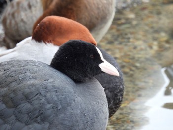 Eurasian Coot 瓢湖 Fri, 2/10/2023