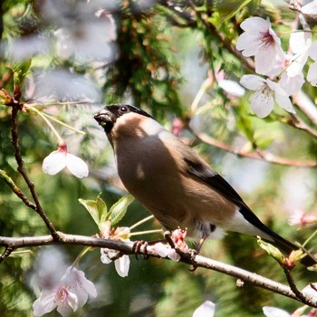 ウソ 北九州市門司区 2018年4月2日(月)