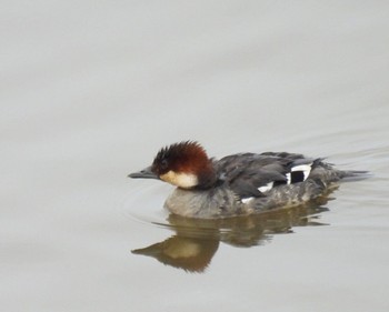 Smew Fukushimagata Fri, 2/10/2023