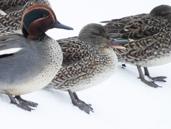 Eurasian Teal Fukushimagata Fri, 2/10/2023