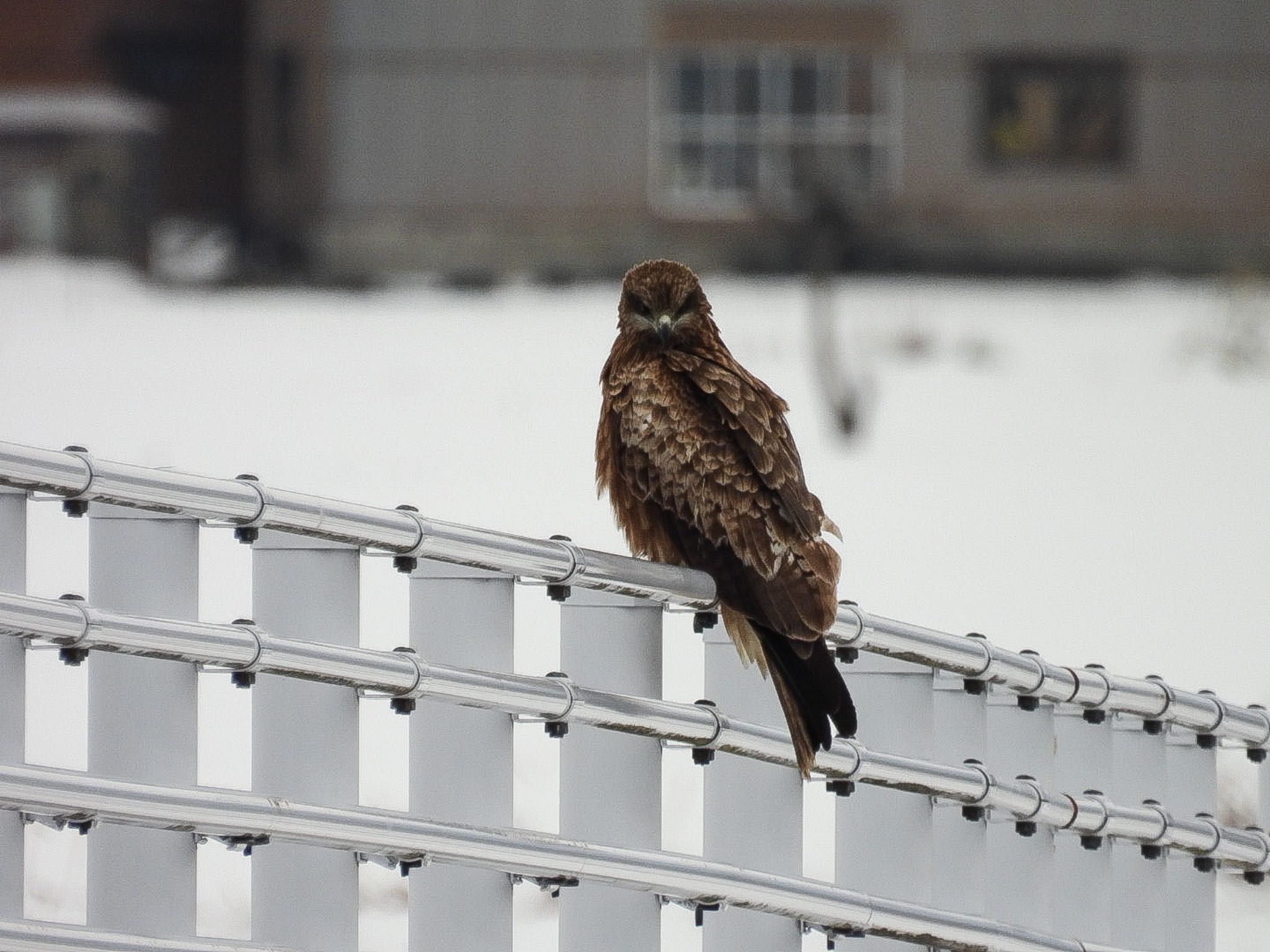 Photo of Black Kite at Fukushimagata by ぽちゃっこ