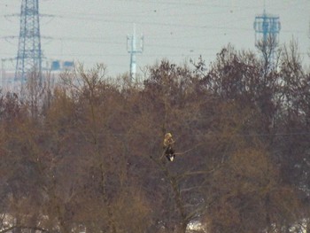 White-tailed Eagle Fukushimagata Fri, 2/10/2023