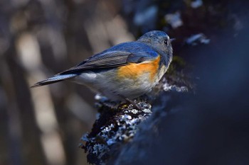 2023年2月9日(木) 筑波山梅林の野鳥観察記録