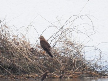 Eastern Marsh Harrier Fukushimagata Fri, 2/10/2023