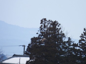 White-tailed Eagle Fukushimagata Fri, 2/10/2023