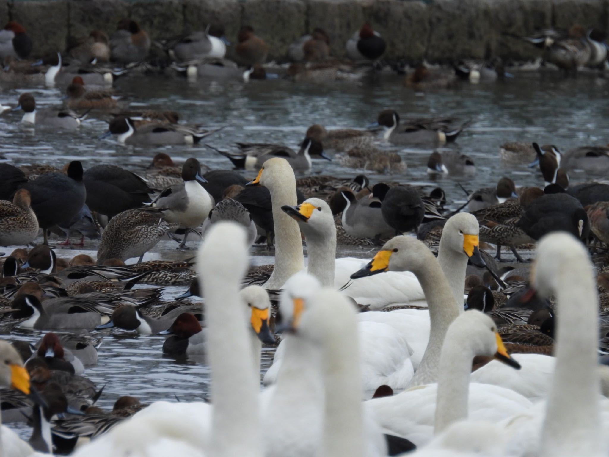 Photo of Whooper Swan at 瓢湖 by ぽちゃっこ